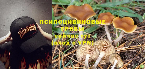 PSILOCYBIN Медногорск